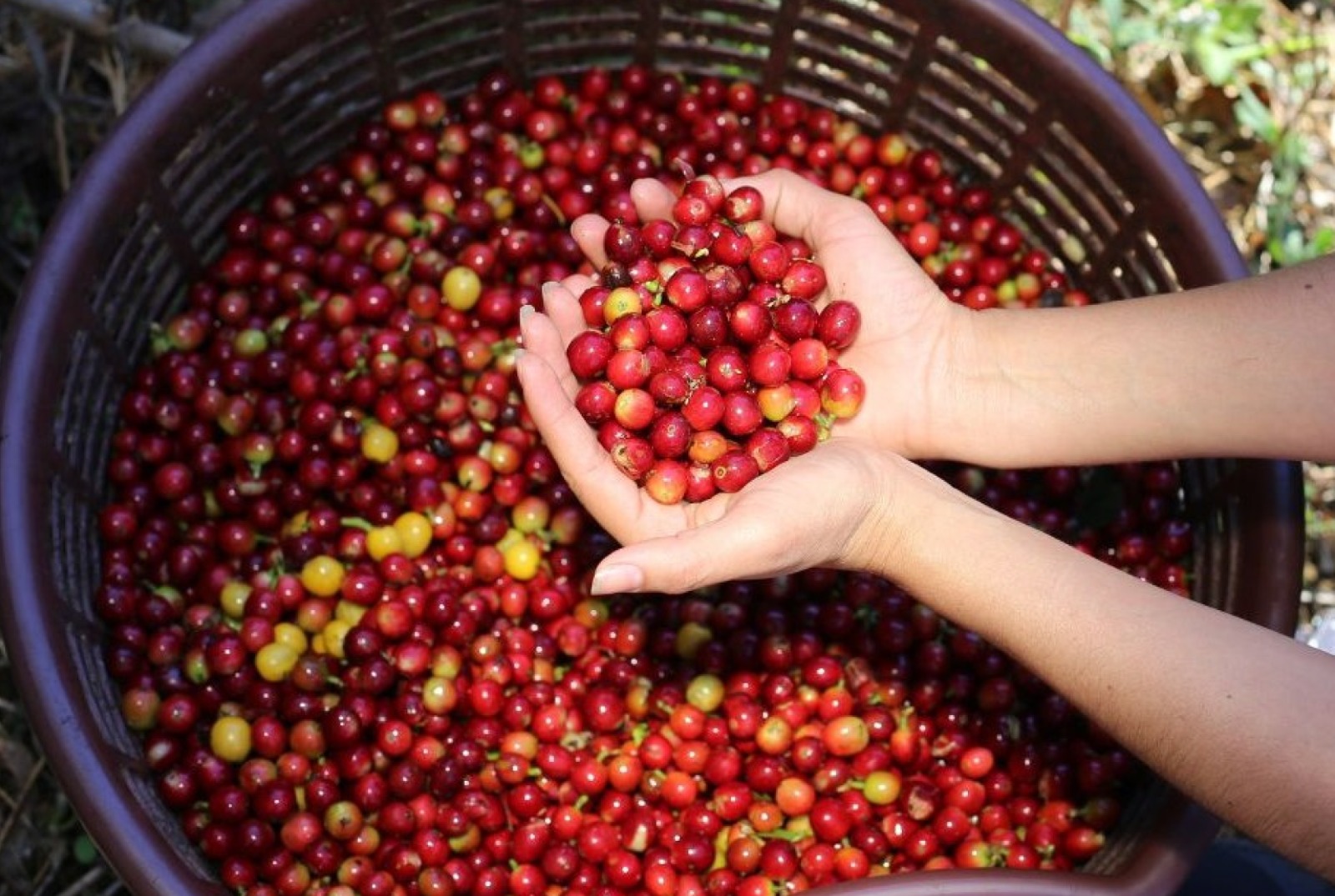 Valores de Raices Coffee